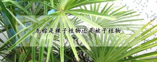 龙棕是裸子植物还是被子植物,第1图