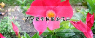 适合夏季种植的花卉,第1图