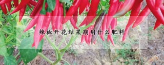 辣椒开花结果期用什么肥料,第1图