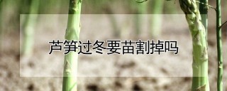 芦笋过冬要苗割掉吗,第1图