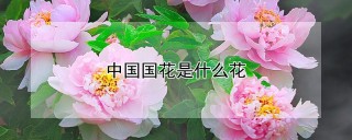 中国国花是什么花,第1图