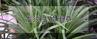 龙须兰的寓意,第1图