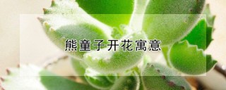 熊童子开花寓意,第1图