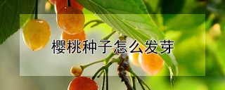 樱桃种子怎么发芽,第1图