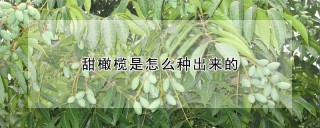 甜橄榄是怎么种出来的,第1图