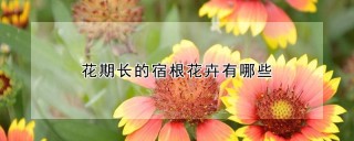 花期长的宿根花卉有哪些,第1图