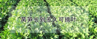 莴笋长到多久可摘叶,第1图