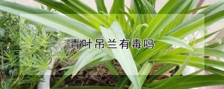 青叶吊兰有毒吗,第1图