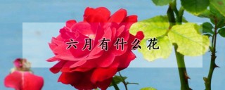 六月有什么花,第1图