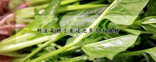 种菠菜种子要浸泡多久才播种,第1图