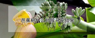 芭蕉树什么时候开花结果,第1图