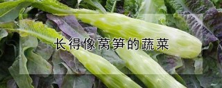 长得像莴笋的蔬菜,第1图