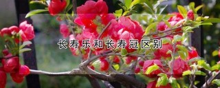 长寿乐和长寿冠区别,第1图