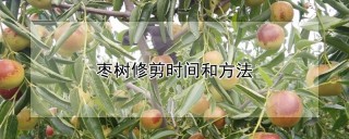 枣树修剪时间和方法,第1图