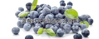 蓝莓叶片发红是怎么回事,第1图