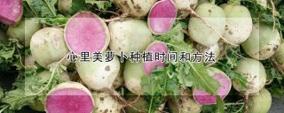 心里美萝卜种植时间和方法,第1图