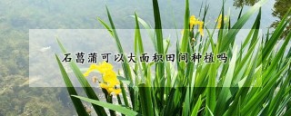 石菖蒲可以大面积田间种植吗,第1图