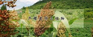 芦稷是什么植物,第1图