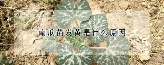 南瓜苗发黄是什么原因,第1图