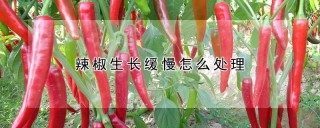 辣椒生长缓慢怎么处理,第1图