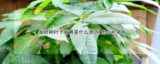 发财树叶子发黄是什么原因,怎么补救,第1图