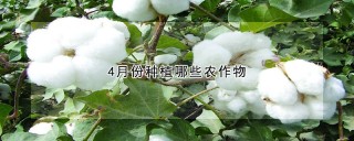 4月份种植哪些农作物,第1图