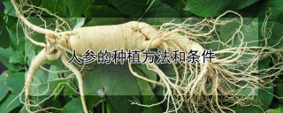 人参的种植方法和条件,第1图