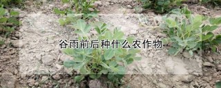 谷雨前后种什么农作物,第1图