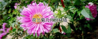 荷兰菊几月份扦插,第1图