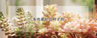 多肉是什么样子的,第1图