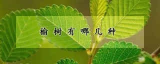 榆树有哪几种,第1图