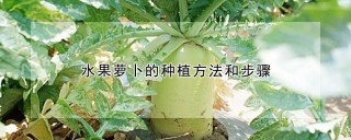 水果萝卜的种植方法和步骤,第1图