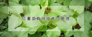 红薯苗栽培技术与管理,第1图