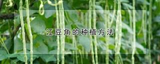 江豆角的种植方法,第1图