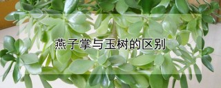 燕子掌与玉树的区别,第1图