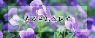 紫罗兰怎么保鲜,第1图