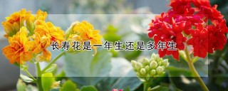 长寿花是一年生还是多年生,第1图