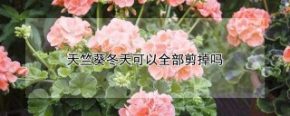 天竺葵冬天可以全部剪掉吗,第1图