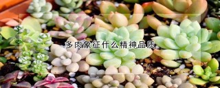 多肉象征什么精神品质,第1图