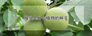 猴头是什么植物的种子,第1图