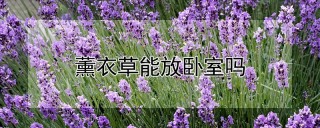 薰衣草能放卧室吗,第1图