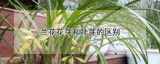 兰花花芽和叶芽的区别,第1图