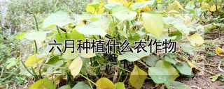 六月种植什么农作物,第1图