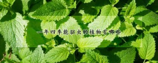 一年四季能驱虫的植物有哪些,第1图