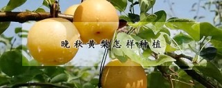 晚秋黄梨怎样种植,第1图