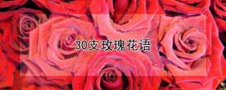 30支玫瑰花语,第1图