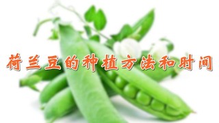 荷兰豆的种植方法和时间,第1图