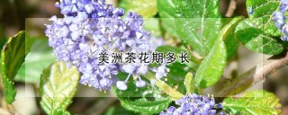 美洲茶花期多长,第1图