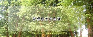 香樟树长什么样,第1图