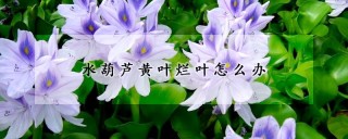 水葫芦黄叶烂叶怎么办,第1图